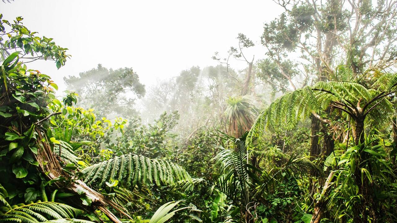 Der Schutz indigener Territorien im Amazonasgebiet senkt auch das Krankheitsrisiko für Millionen Menschen.  