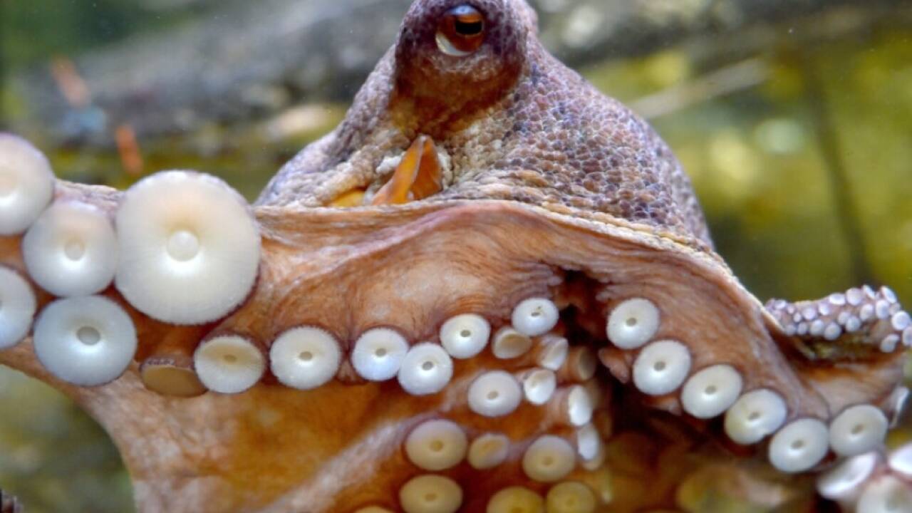 Auch Oktopusse haben ihre Lieblingsarme für bestimmte Tätigkeiten 