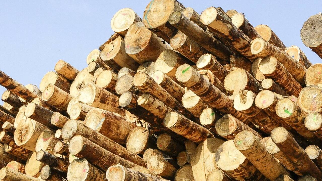 Jeder Baumstamm bräuchte künftig eine eigene Nummer. 
