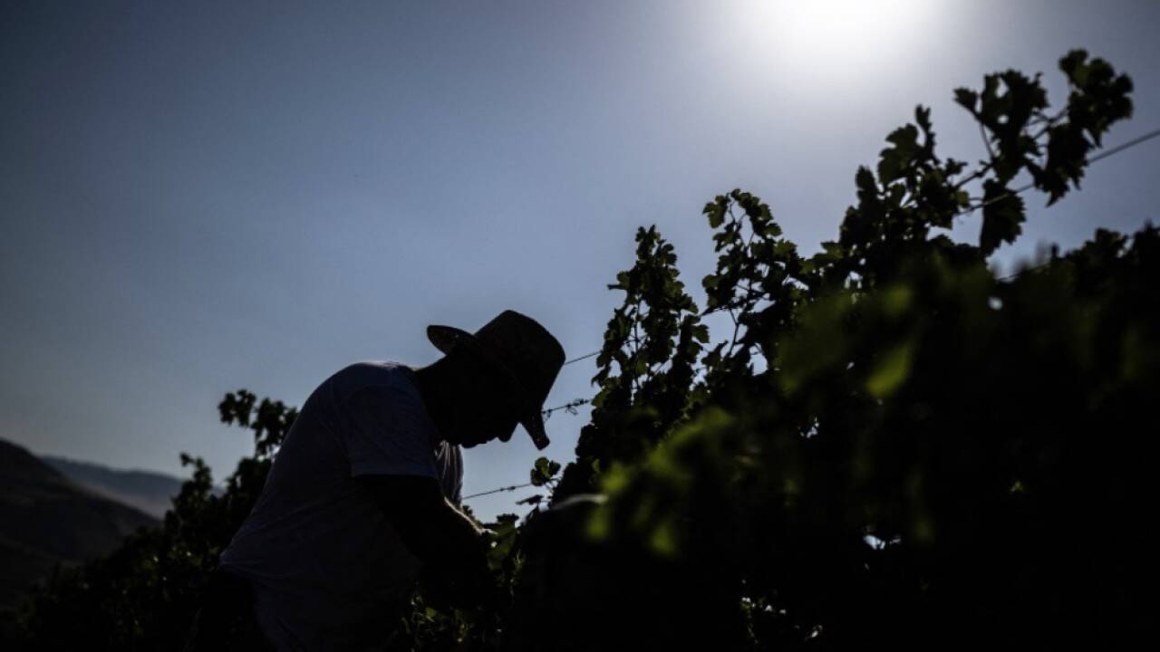 Weinlese an Merlot-Reben unter Siziliens glei§ender Sonne 
