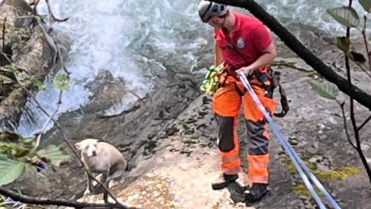 Das hilflose Tier kam nicht mehr selbst nach oben. 