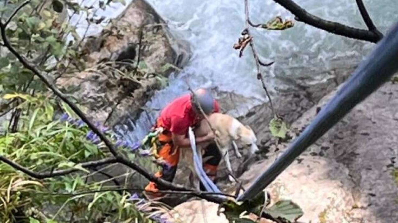 Dem Hund wurde ein Brustgurt umgelegt. 