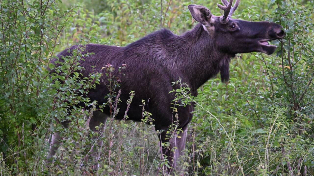 'Emil' ist im Großraum Waidhofen an der Ybbs unterwegs 