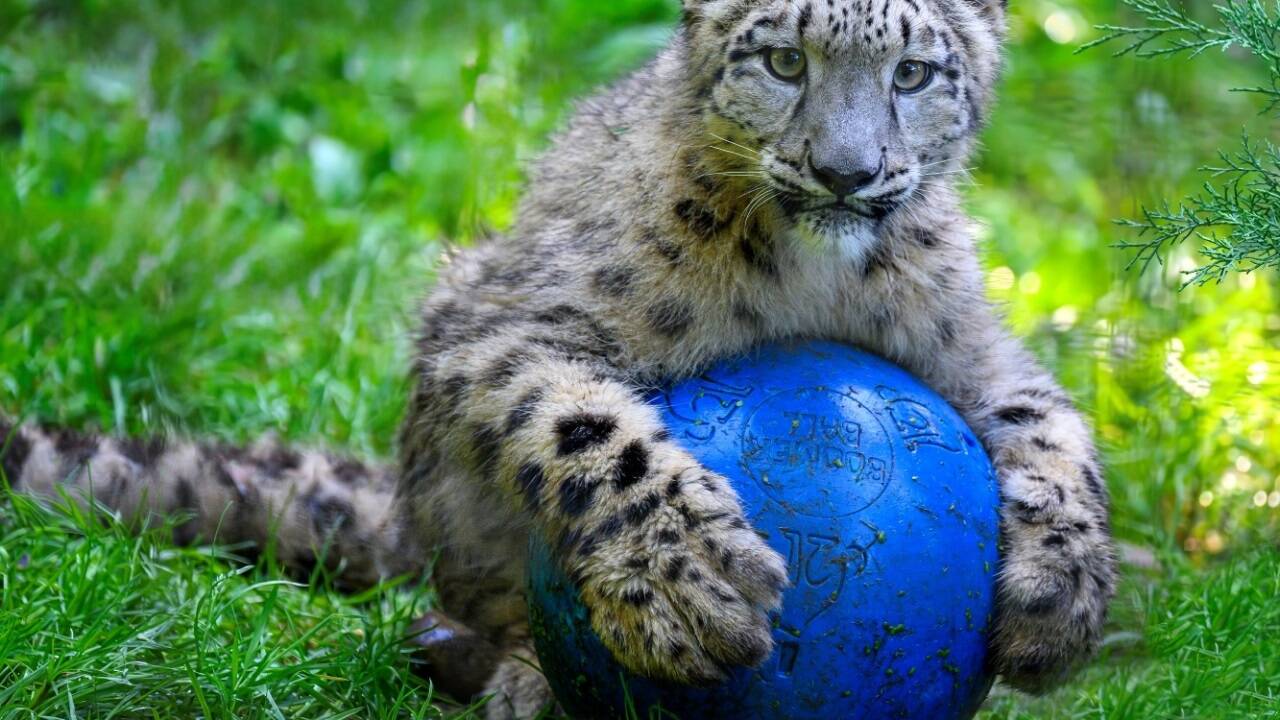 Schneeleoparden-Junge Basanti mit seinem Spielball.  