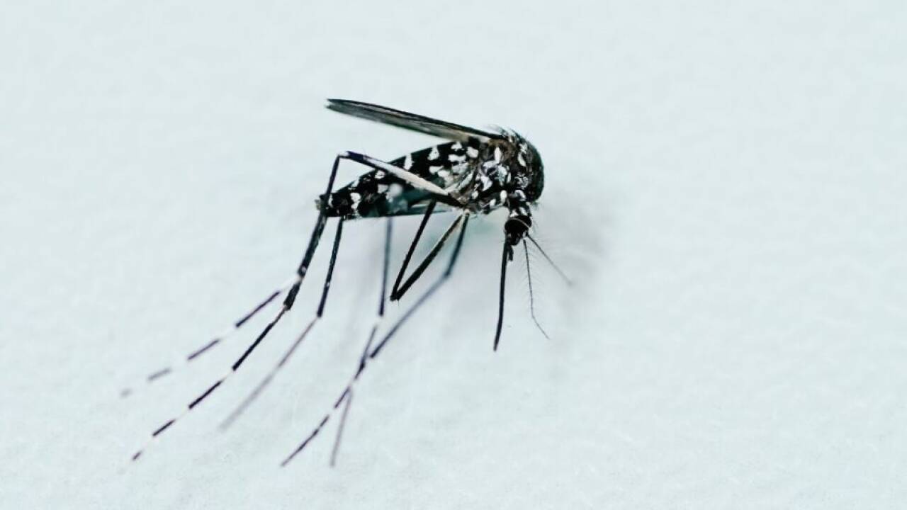 Die Asiatische Tigermücke, Überträgerin des Chikungunya-Virus 