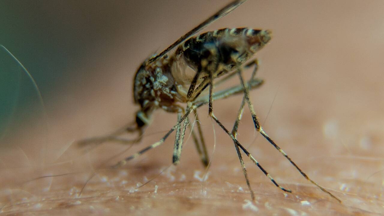 Das Virus wird von Tigermücken übertragen. 