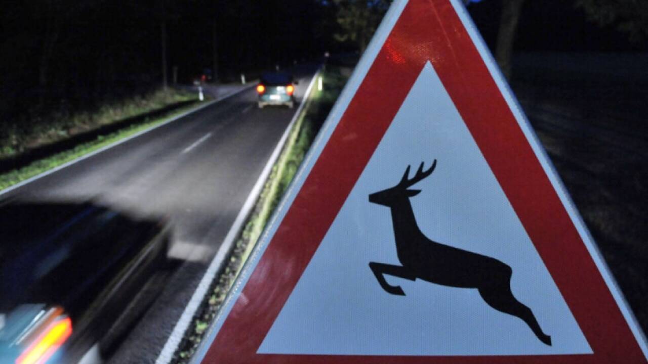 Zu dem Wildunfall war es bei Obervellach gekommen 
