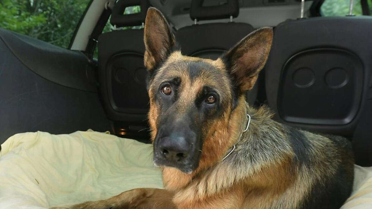 Ein Hund ist zwar lieb und nett - macht aber auch viel Arbeit, wie eine Umfrage aus Großbritannien zeigt.  