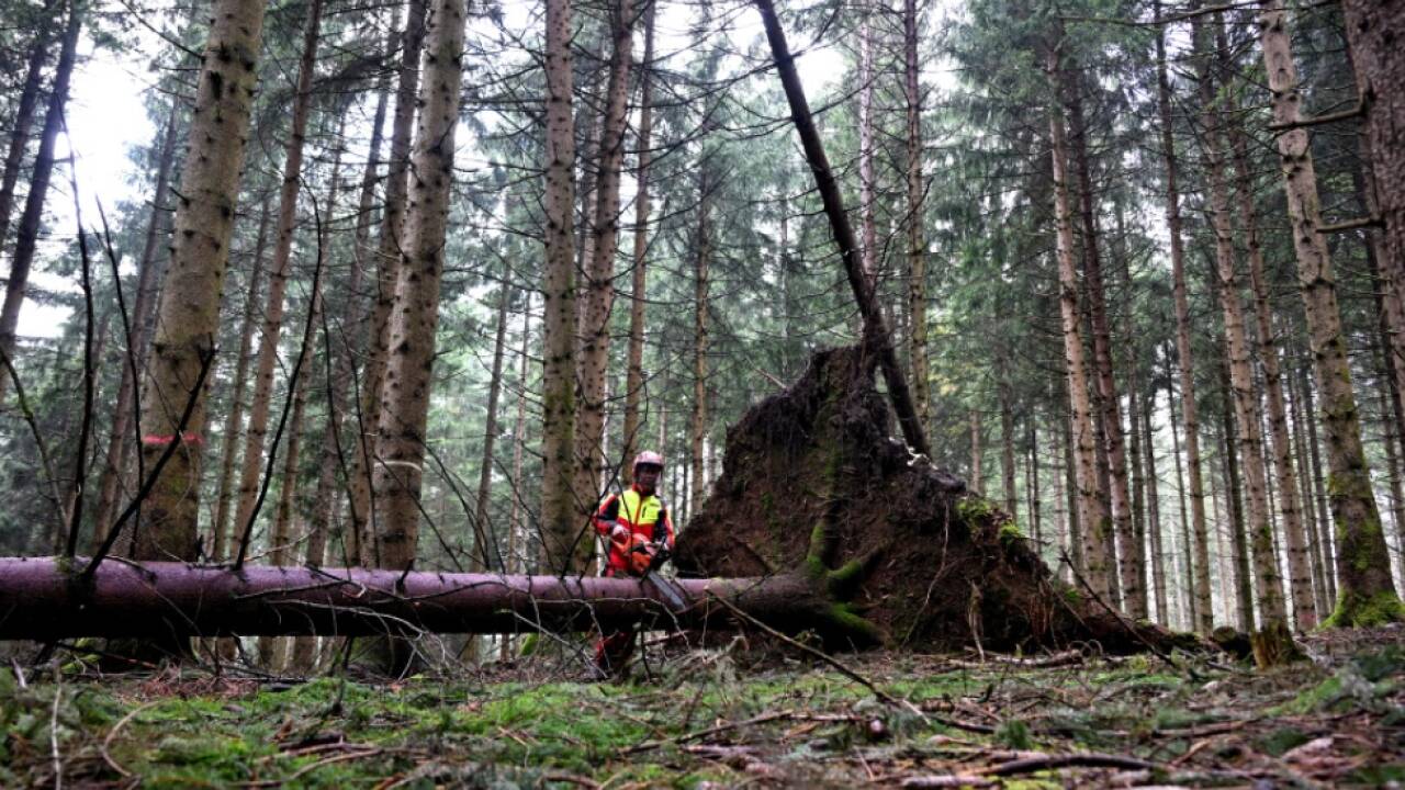 Forschende betrachteten Wald-Entwicklung durch ökonomische Brille 