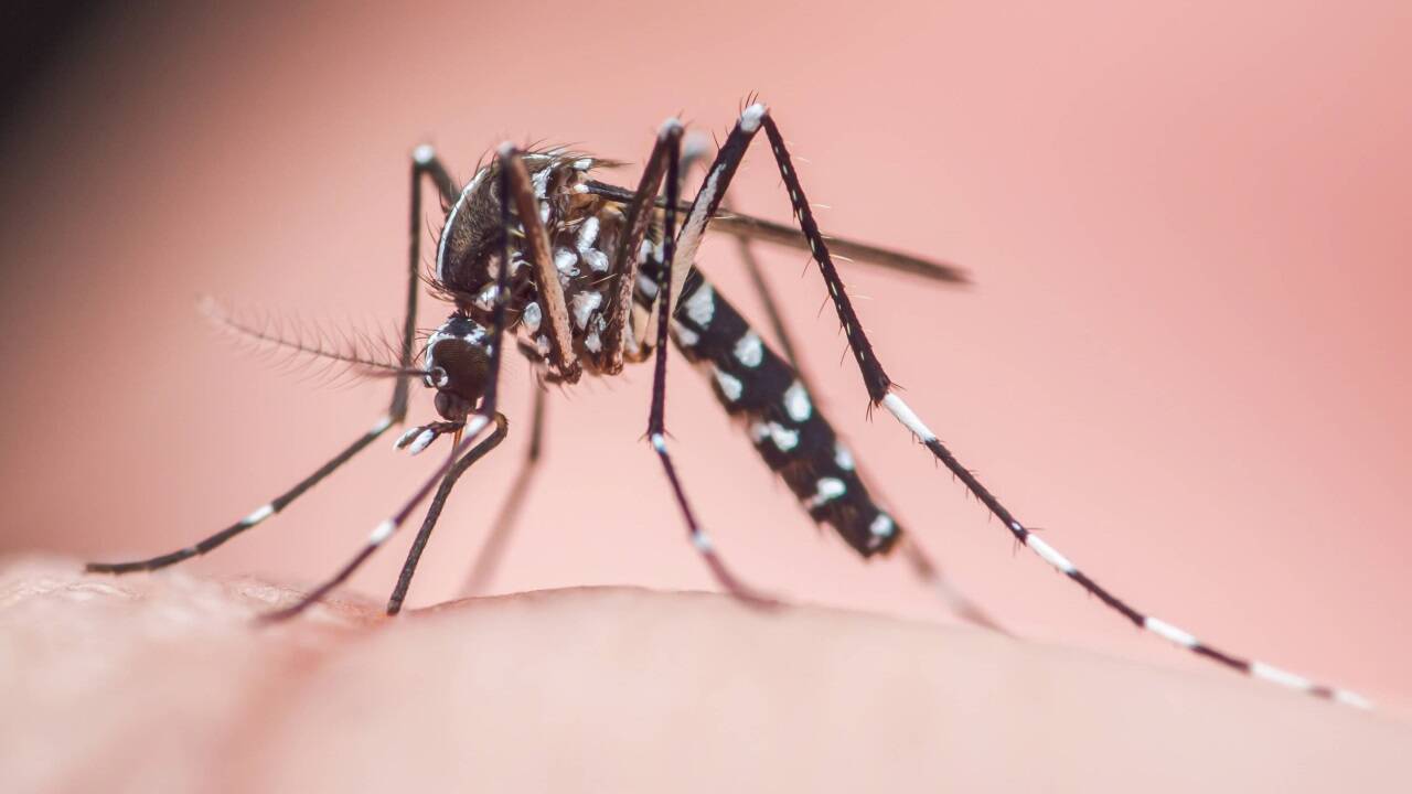 Das Chikungunya-Virus wird von der Asiatischen Tigermücke übertragen.  Das Chikungunya-Virus wird von der Asiatischen Tigermücke übertragen.