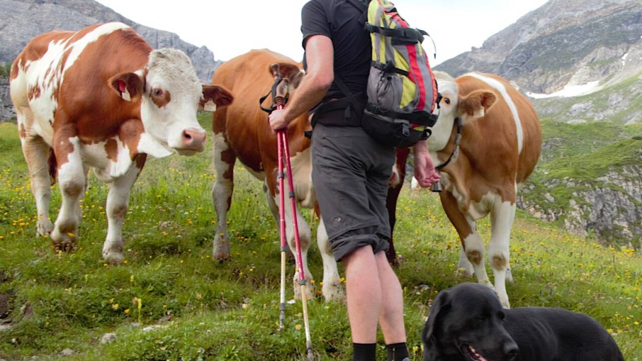 Ruhiges Verhalten der Hunde kann helfen. Bild:  