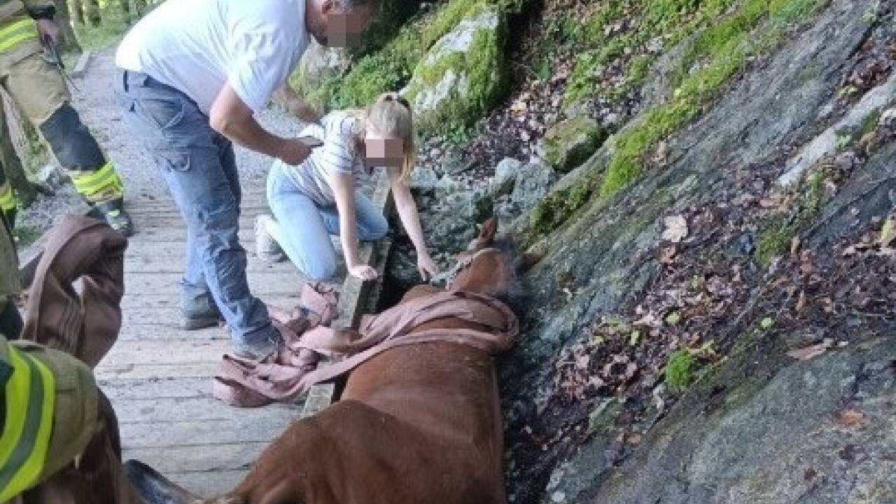 Das junge Pferd war zwischen der Brücke und den Felsen eingeklemmt. 
