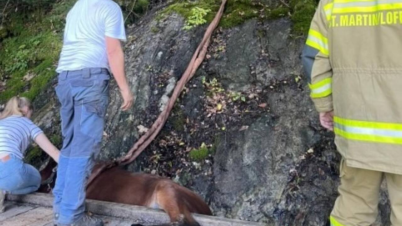 Bilder vom Tierrettungseinsatz in St. Martin bei Lofer. 