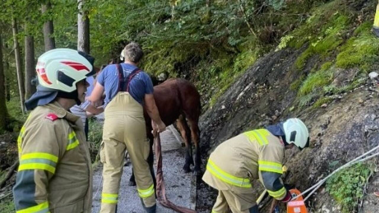 Bilder vom Tierrettungseinsatz in St. Martin bei Lofer. 