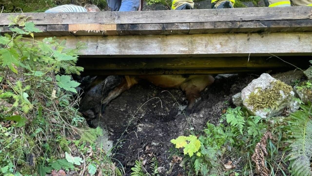 Bilder vom Tierrettungseinsatz in St. Martin bei Lofer. 