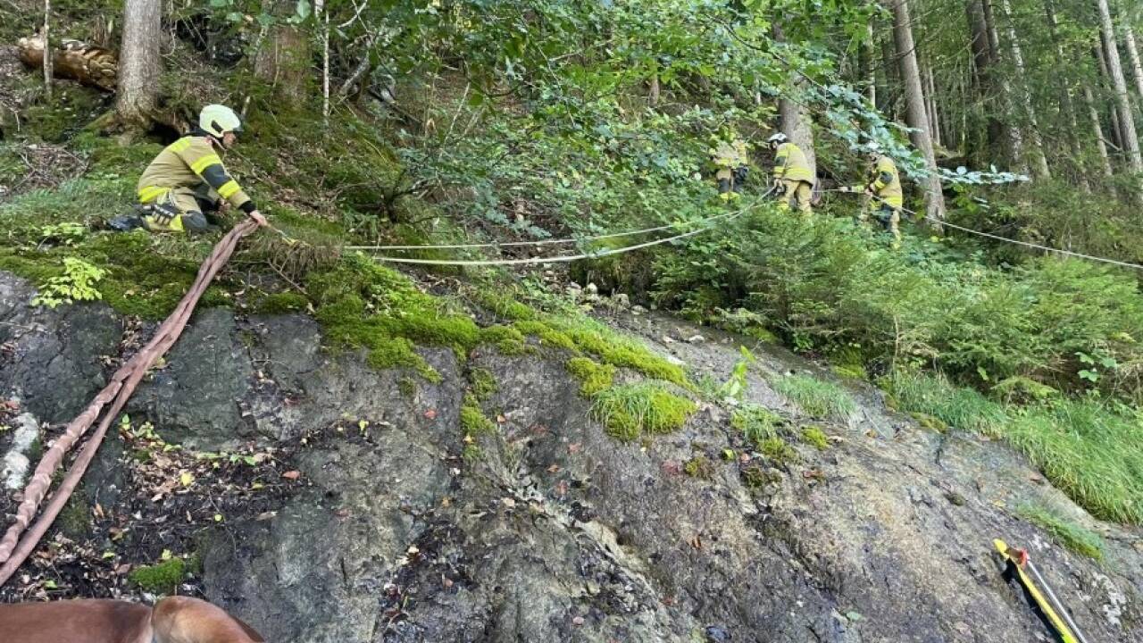 Bilder vom Tierrettungseinsatz in St. Martin bei Lofer. 
