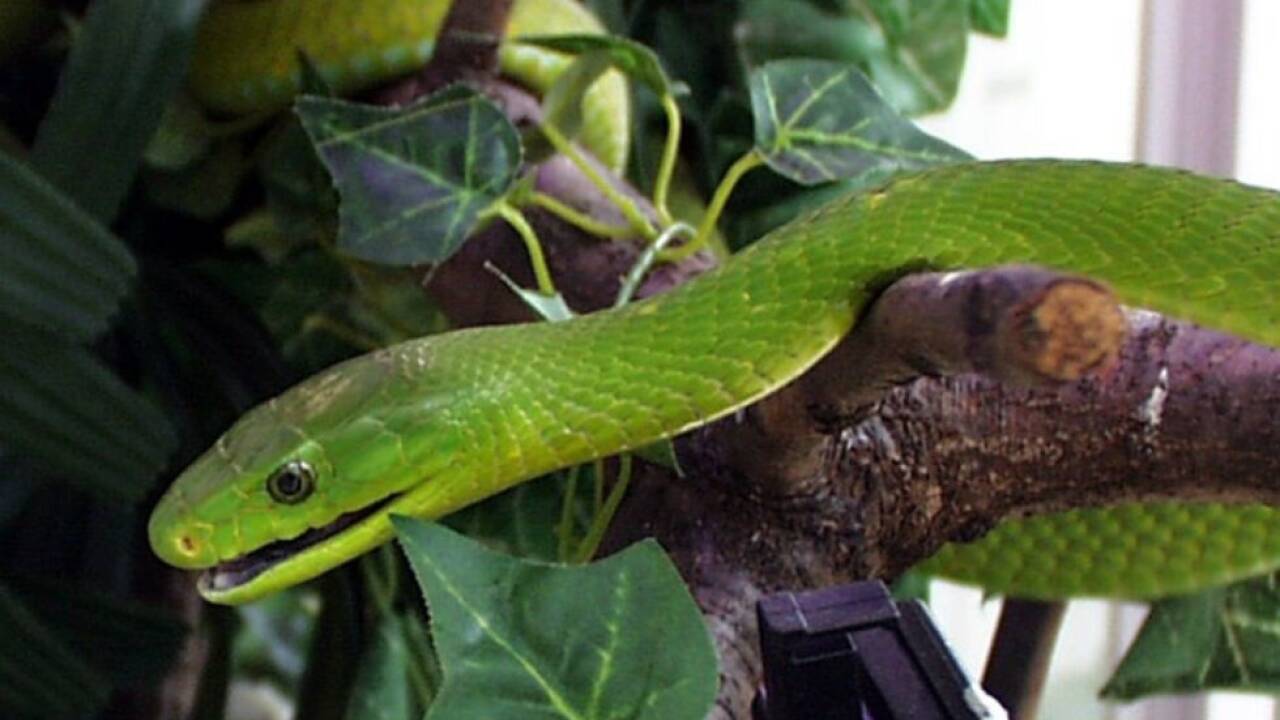 Unter den Schlangen war auch eine äußerst giftige Grüne Mamba 