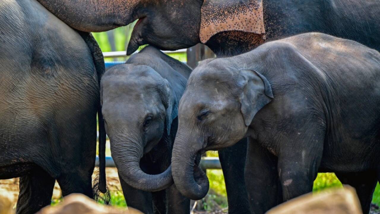 Gestohlenes Elefantenbaby wurde illegal erworben 