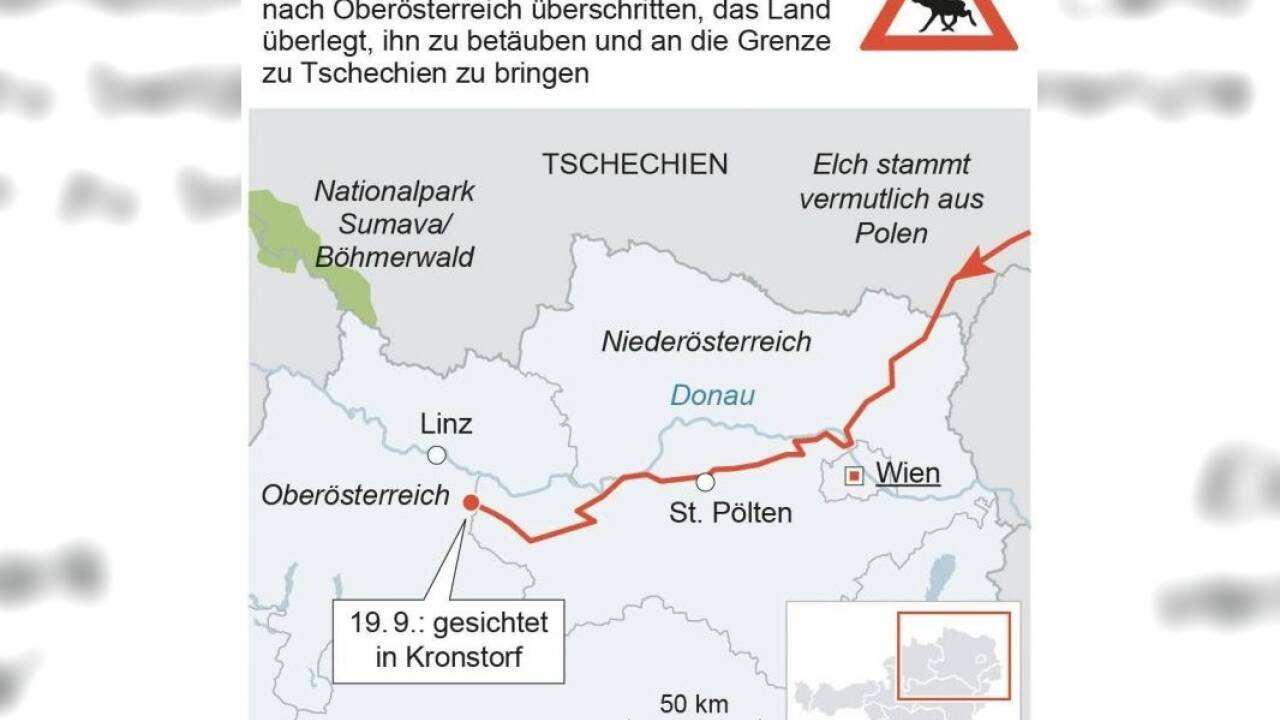 'Emil' in einem Waldstück im Bezirk Linz-Land bei Hargelsberg. 