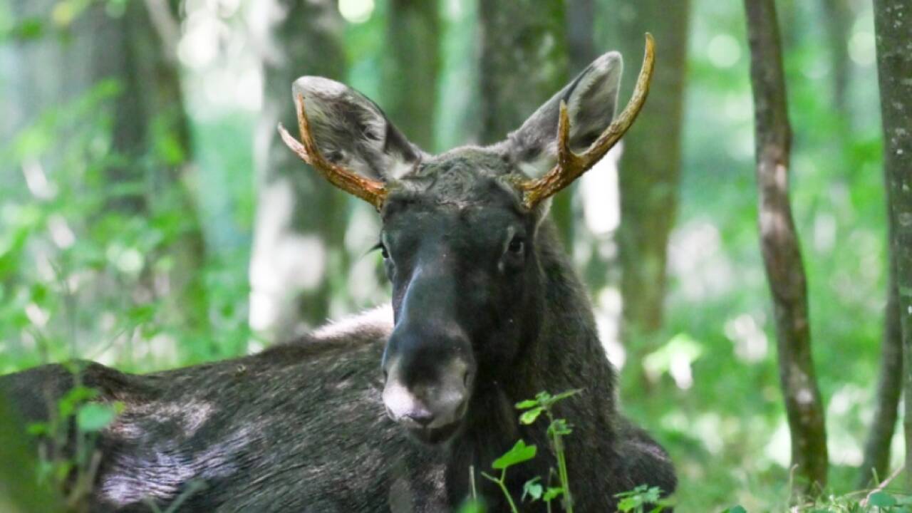 'Emil' in einem Waldstück im Bezirk Linz-Land bei Hargelsberg. 