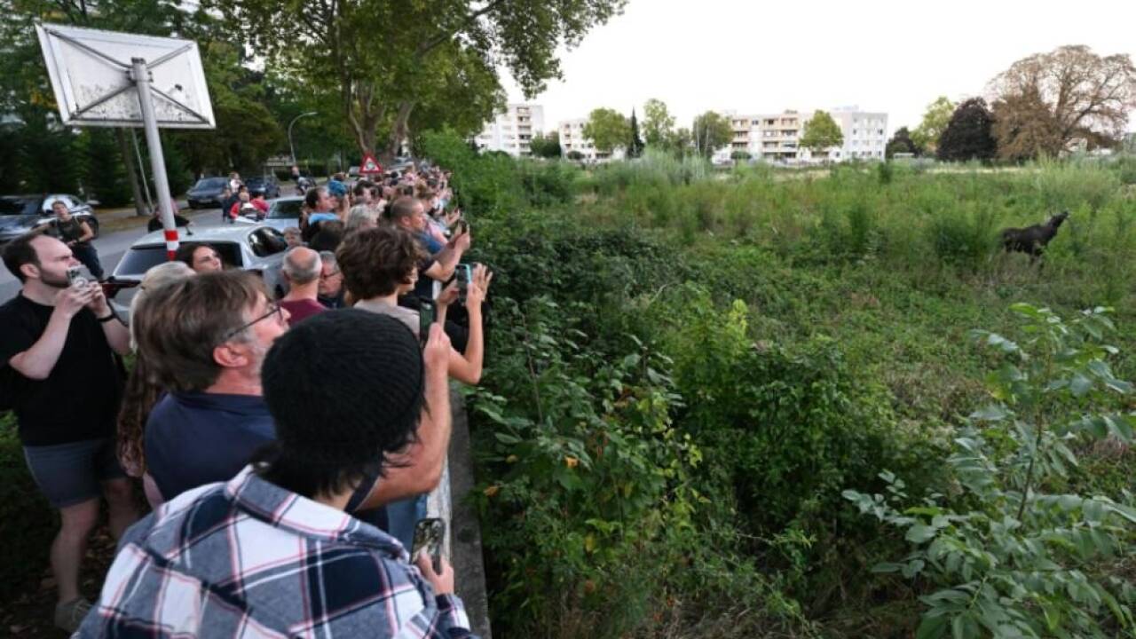 Viele Leute wollen Emil sehen 