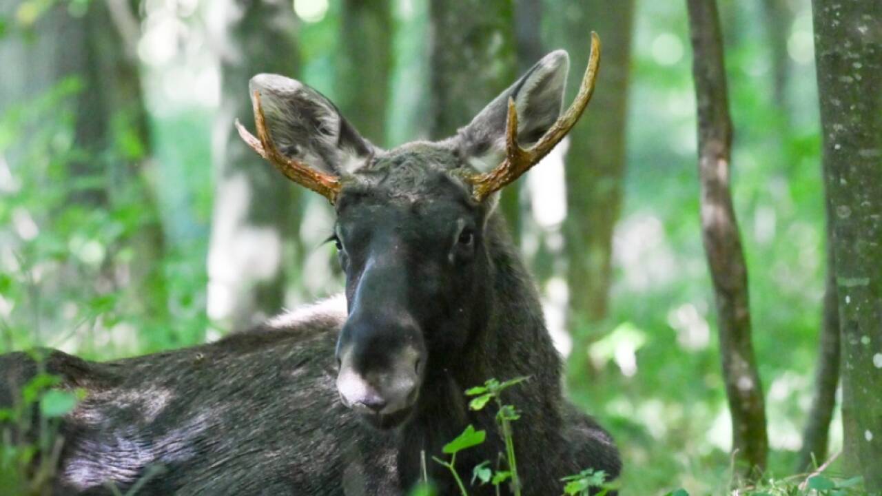 'Emil' in einer Wanderpause in Oberösterreich. 