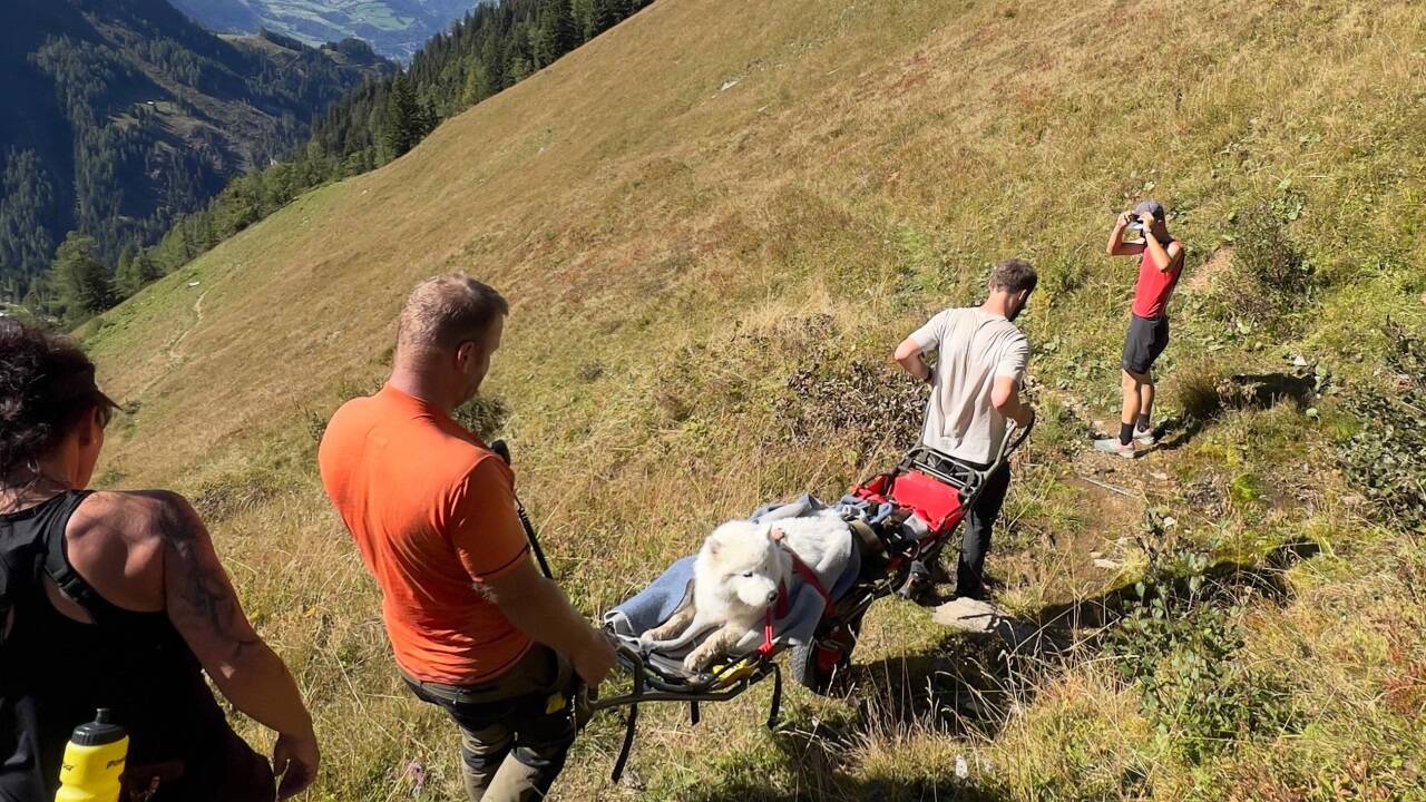 Der Hund wurde mit einer Trage ins Tal gebracht. 