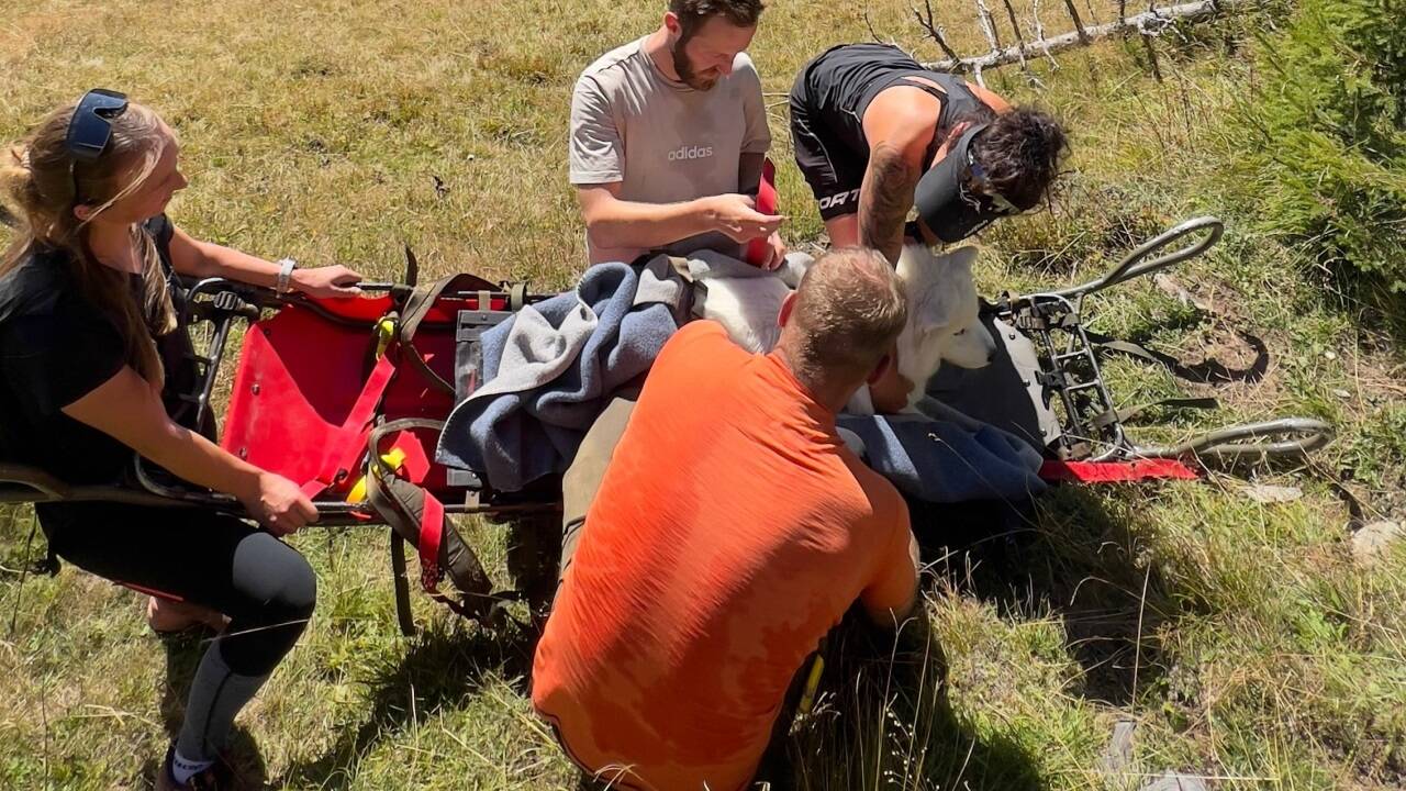 Der Hund wurde mit einer Trage ins Tal gebracht. 