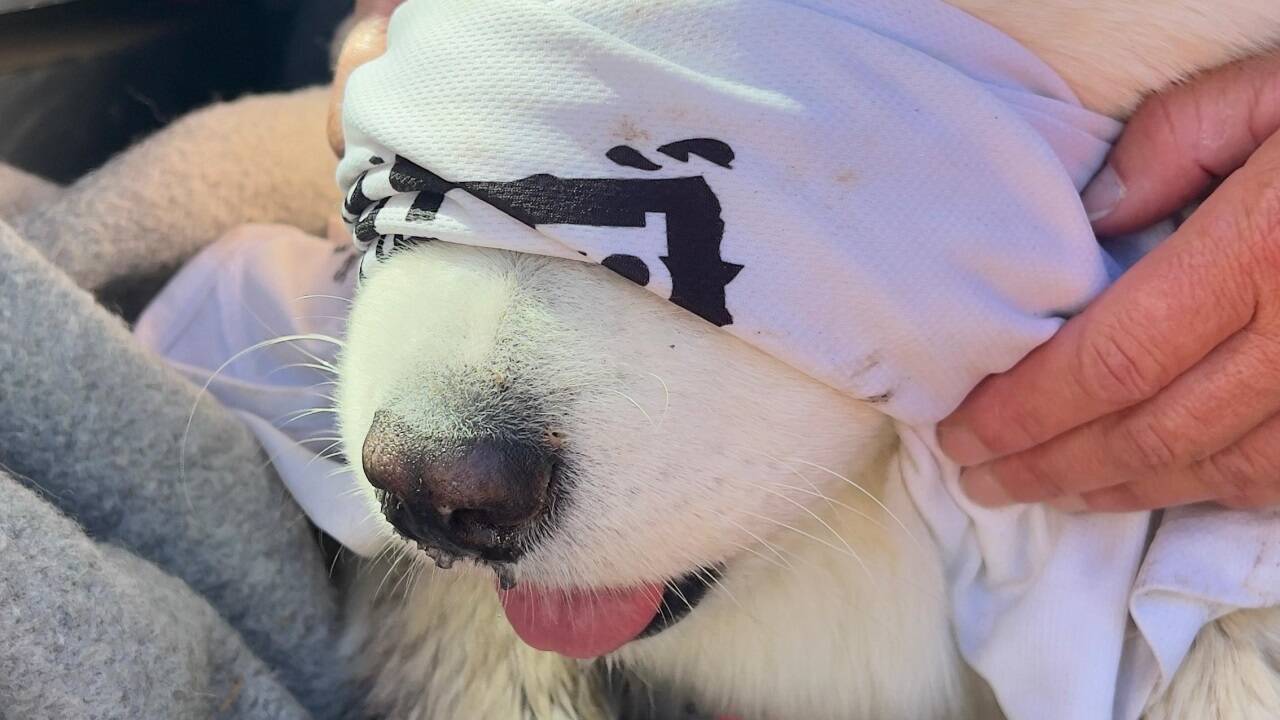 Die Schnauze des Hundes wurde gekühlt. 