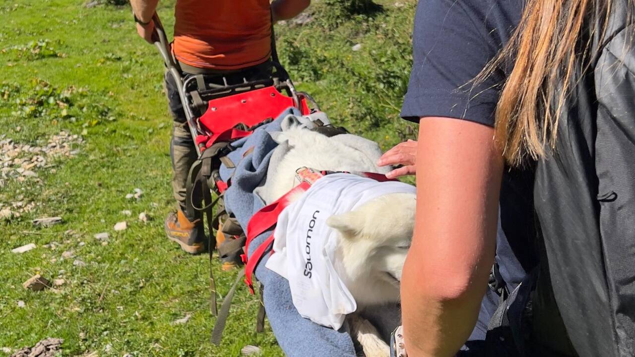 Der Hund wurde mit einer Trage ins Tal gebracht. 