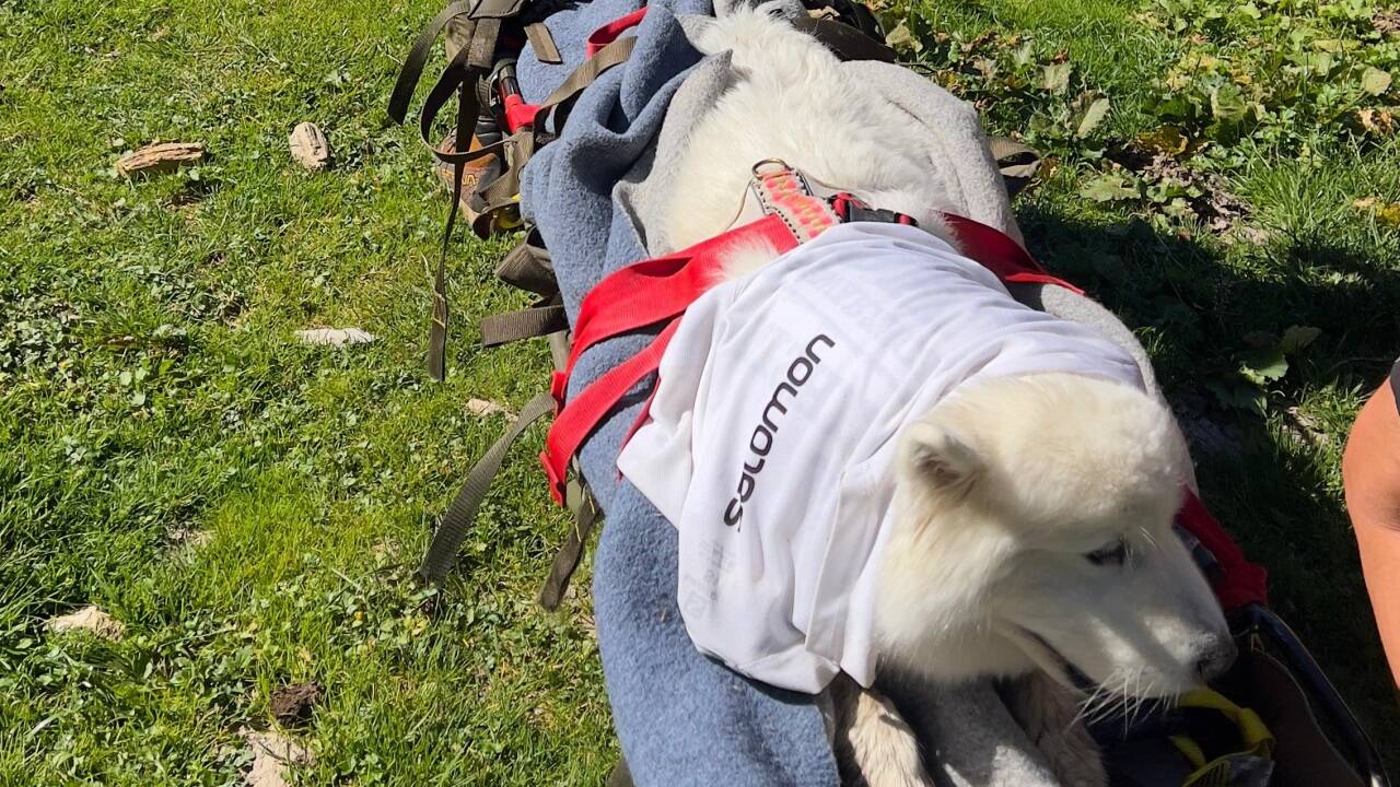 Der Hund wurde mit einer Trage ins Tal gebracht. 