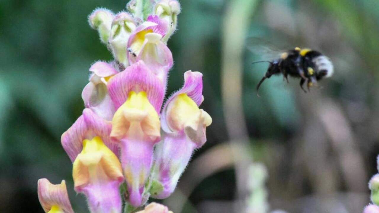 Bienen bevorzugen unifarbene Löwenmäulchen und nicht zweifarbige 