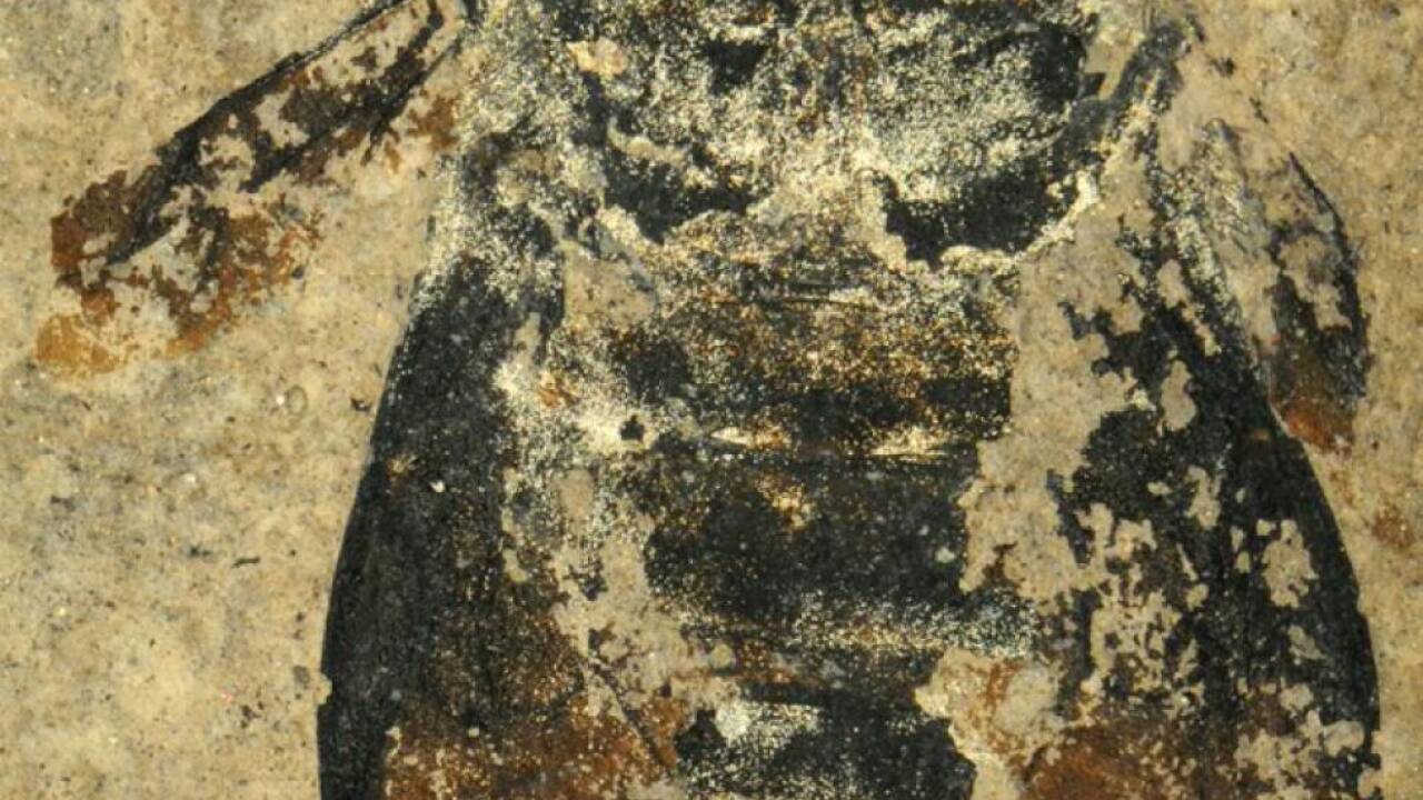 Forscher fanden im Haarkleid der fossilen Hummel Lindenpollen 