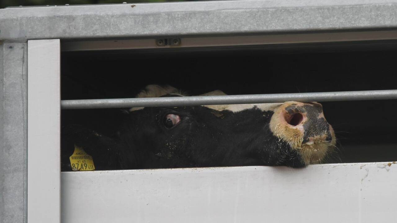 Ein Rind in einem der kontrollierten Tiertransporter an der Metzgerstraße in Salzburg/Bergheim. 