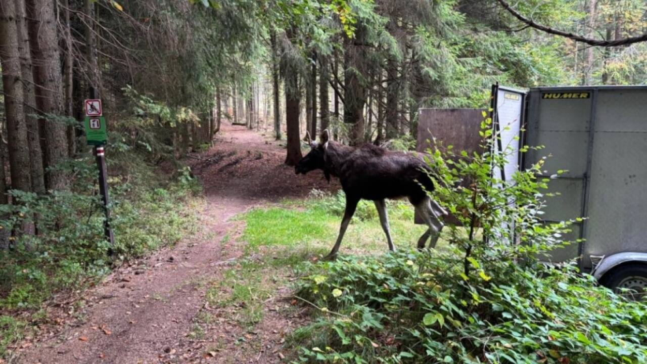 Elch 'Emil' wurde in den Böhmerwald verfrachtet 