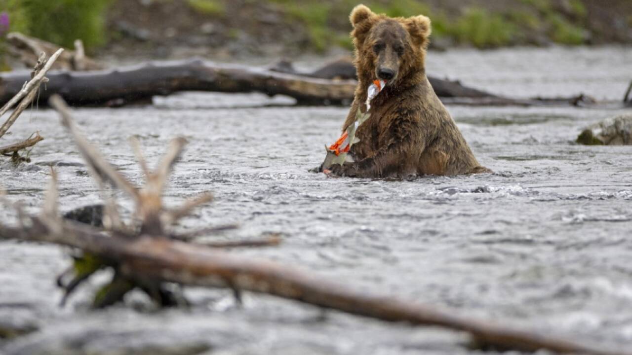 Katmai-Nationalpark kürt den dicksten Bären 