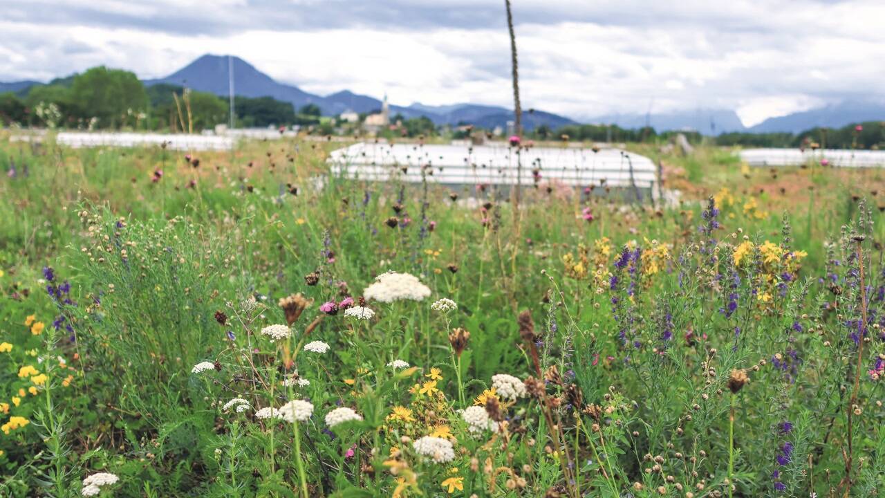 Das blühende Dach der Raiffeisen-Lagerhaus-Salzburg-Zentrale in Bergheim wird als Futterquelle von Bestäubern sehr gut angenommen – und das im Gewerbegebiet. 