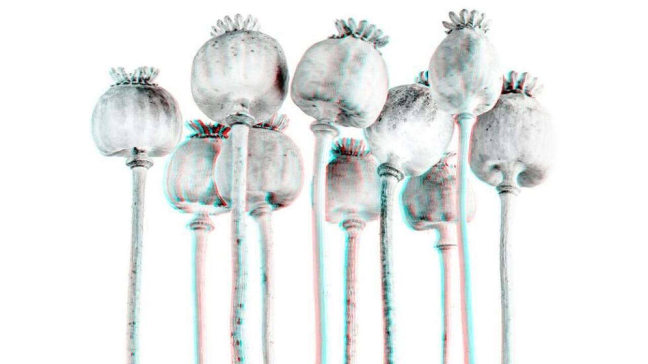 Cramers 'Schlafmohn' - gesehen wie nach der Einnahme von Schlafmohn 