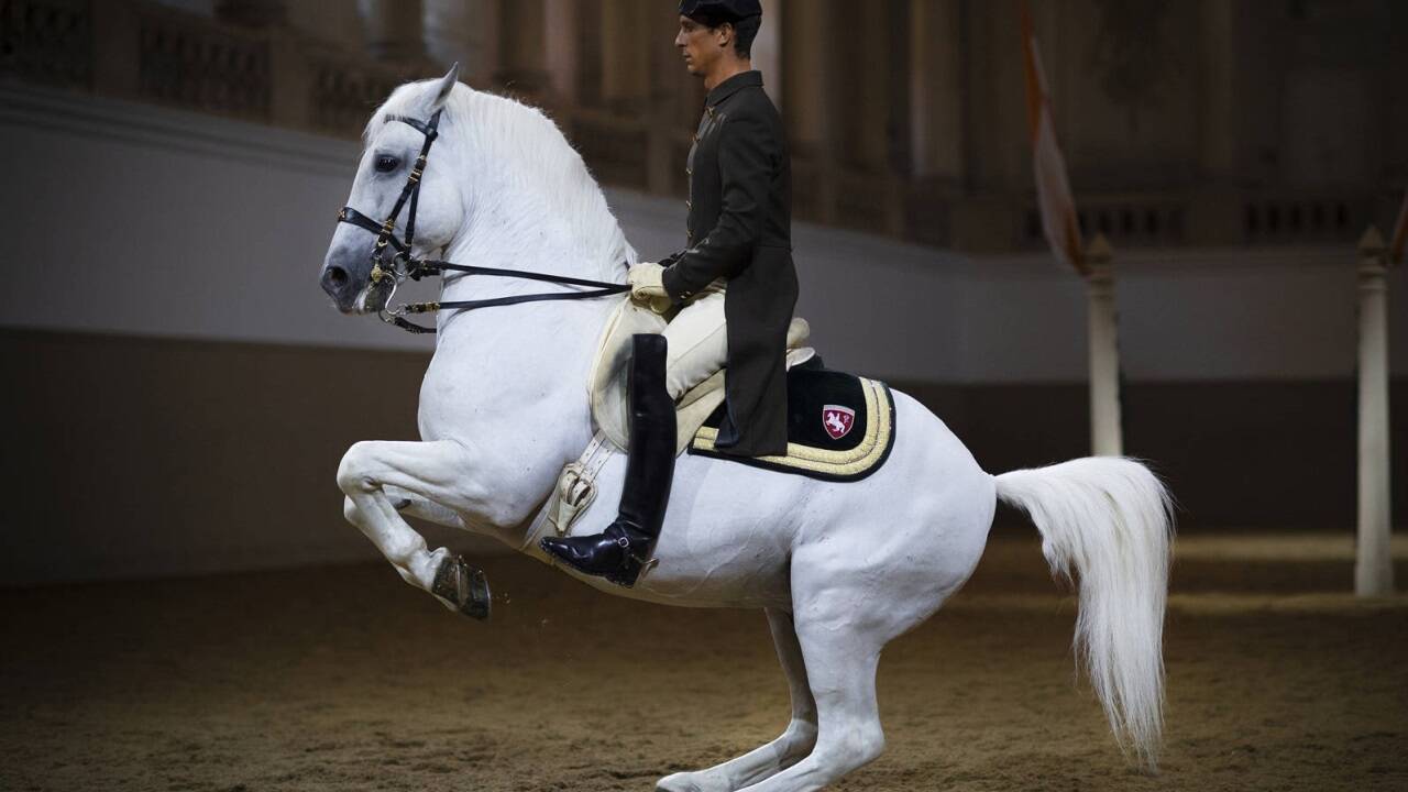 Ein Lipizzaner bei der Figur Levade in der Spanischen Hofreitschule. Nach dem Geschäftsführungswechsel wird den Problemen in der Finanzabteilung des staatlichen Unternehmens auf den Grund gegangen.  