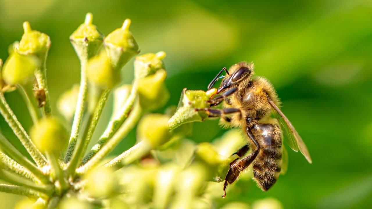 Die Efeu-Blüte von September bis in den November zieht viele Insekten an. 