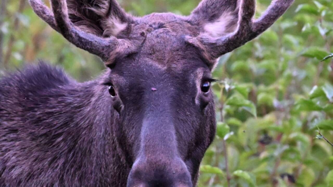 'Emil' ist im tschechischen Nationalpark angekommen. 