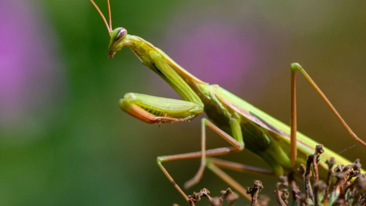Biodiversitäts-Zellatlas soll Zellen aller Lebewesen der Erde erfassen 