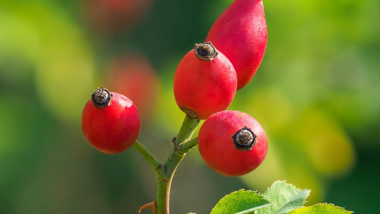Neben Finken, Drosseln und Zeisigen freuen sich auch andere Gartenbewohner auf die süßsauren, vitaminreichen Hagebutten.  