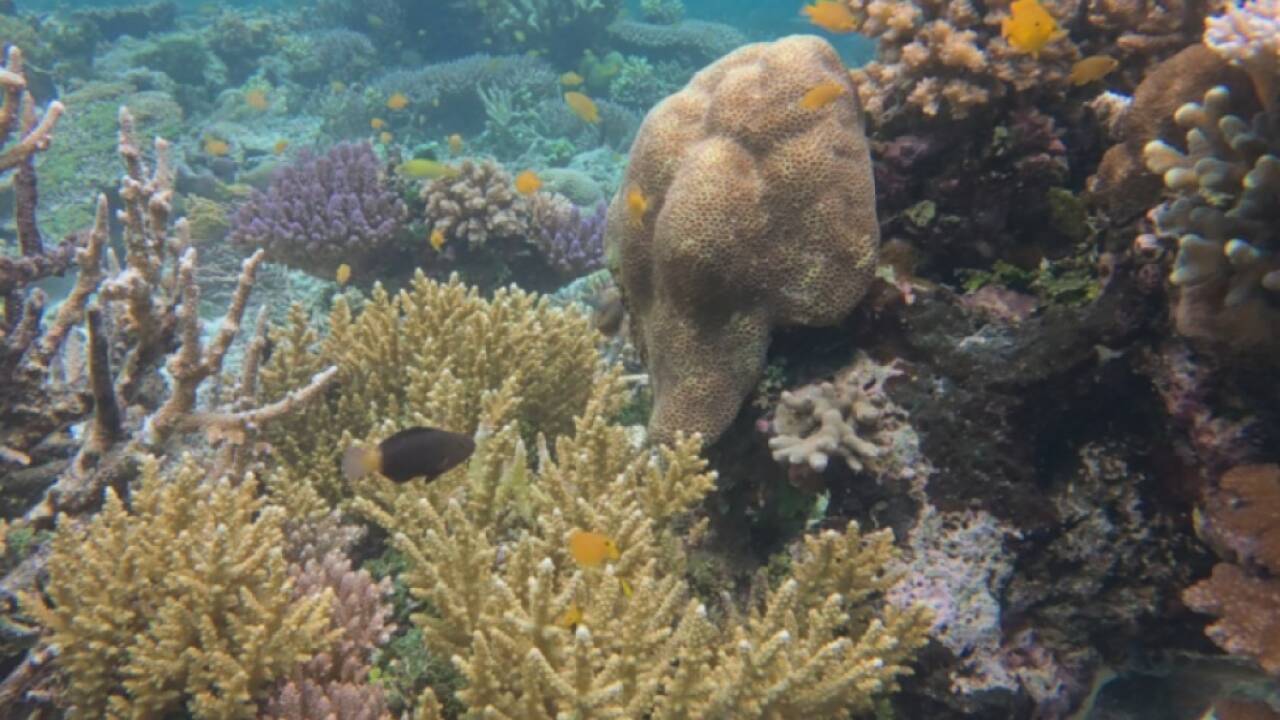 Unterwasserfoto zeigt Korallenbleiche im bedrohten Archipel 