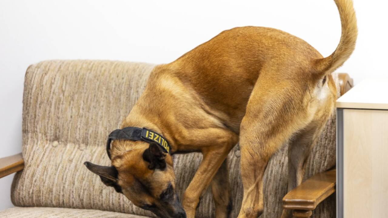 Suche für Hunde Höchstleistung 