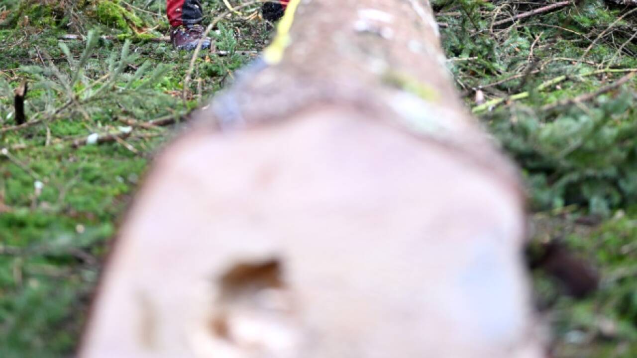 Experten-Klimawandel-r-ckt-Wald-in-Mitte-der-Gesellschaft-