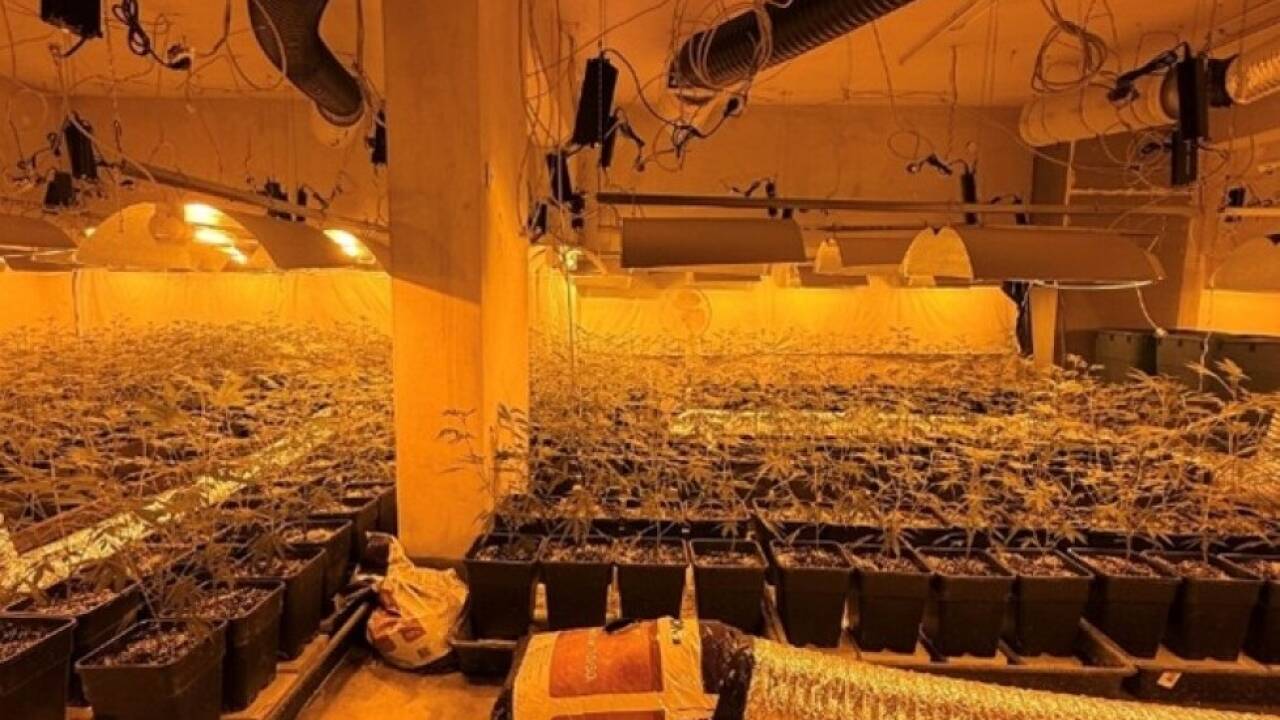 1.860 Stauden wurden entdeckt 