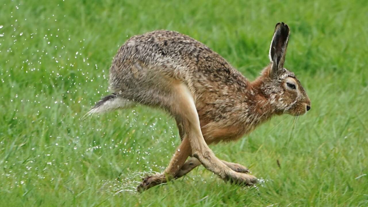 Ein Hase soll das Triebwerk des Flugzeugs beschädigt haben (Symbolbild). 