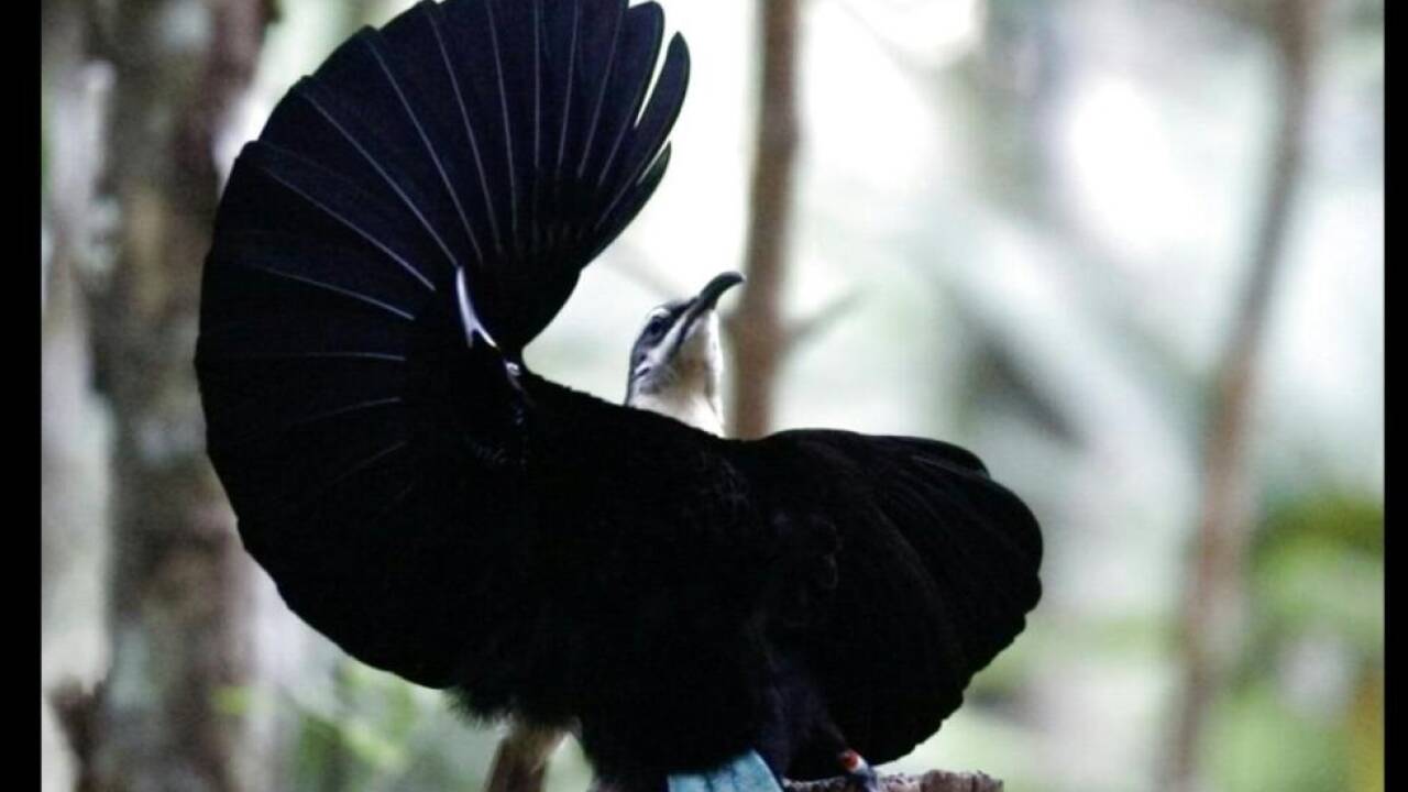 Die maximale Tanzleistung der Männchen ist für die Damen entscheidend 