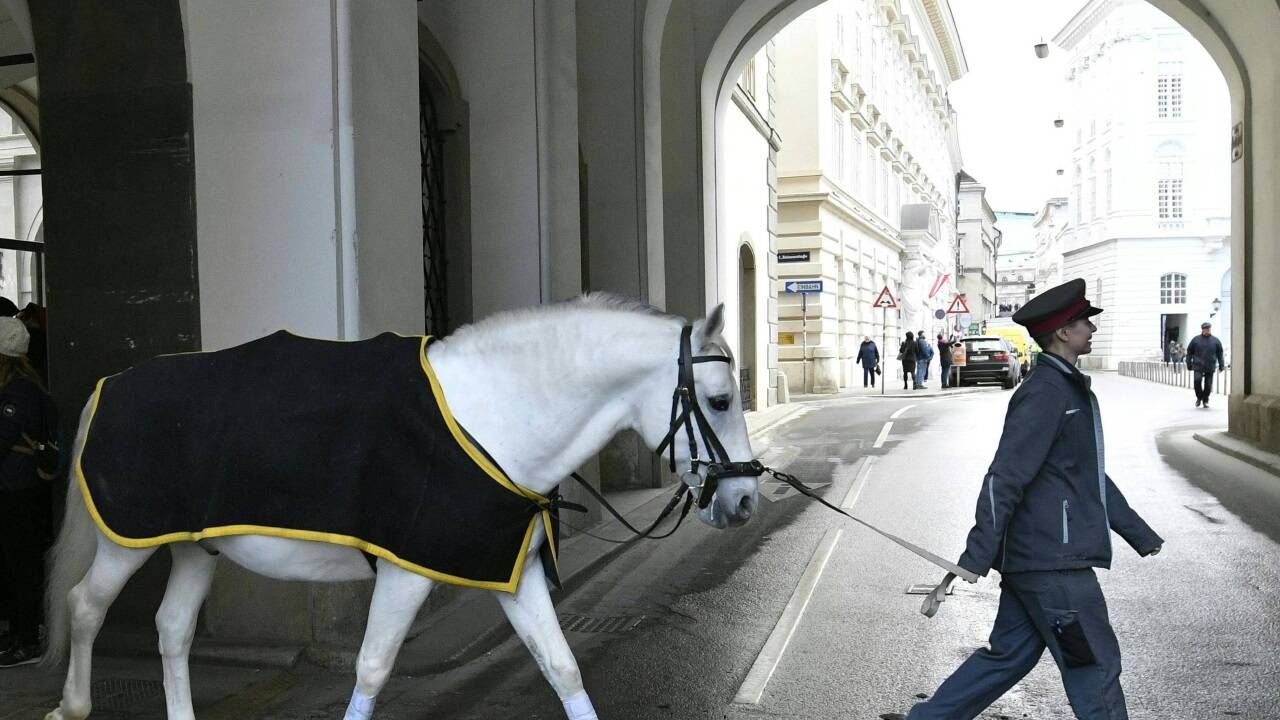Ein Lipizzanerhengst wird durch die Wiener Innenstadt geführt. 
